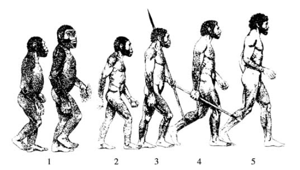 Древний этап формирования. Ступени развития человека хомо сапиенс. Эволюция человека этапы эволюции. Стадии развития человека. Схема эволюции развития человека.