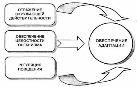 Доклад по теме Характеристика поведения и психического отражения на стадии интеллекта