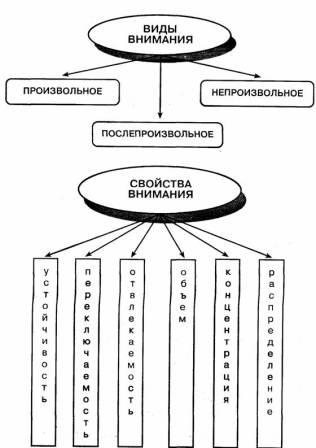 Реферат: Индивидуальные особенности внимания