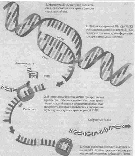 ДНК деление