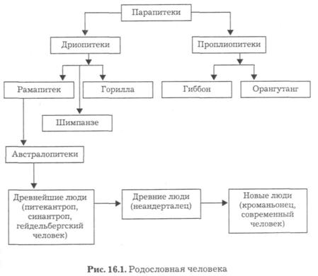 Реферат По Биологии На Тему Происхождение Человека