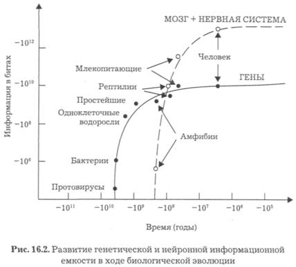 Реферат: Гипотеза эволюции и сотворение мира